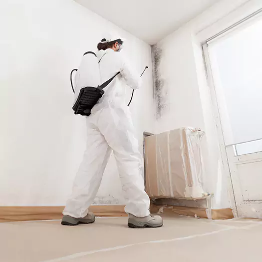 Experienced Mold & Mildew Specialists in Woodbourne, PA