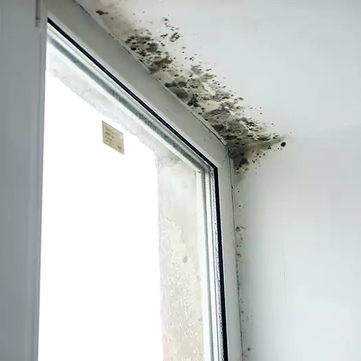 Experienced Mold Mitigation Specialists in Jenkintown, PA