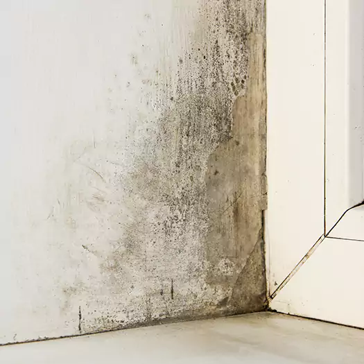 Skilled Mold on Drywall Experts in Woodbourne, PA