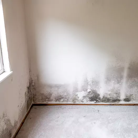 Trusted Mold on the Wall Experts in Woodbourne, PA