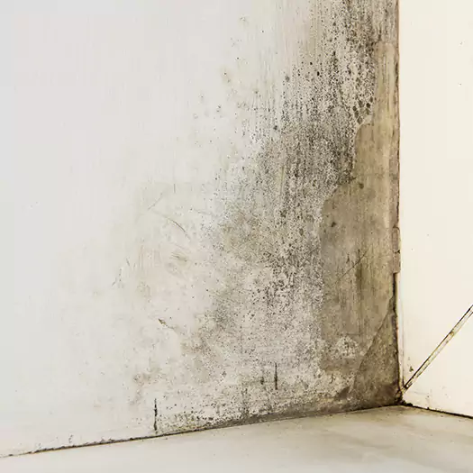 #1 Mold Remediation and Removal Experts in Woodbourne, PA