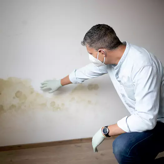 Trusted Mold Remediation and Removal Experts in Woodbourne, PA