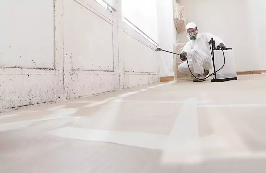 Professional Mold Remediation & Restoration Experts in Woodbourne, PA