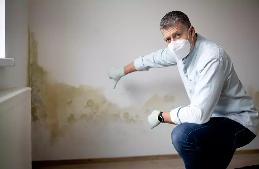 Mold Removal in Woodbourne, PA