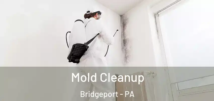  Mold Cleanup Bridgeport - PA