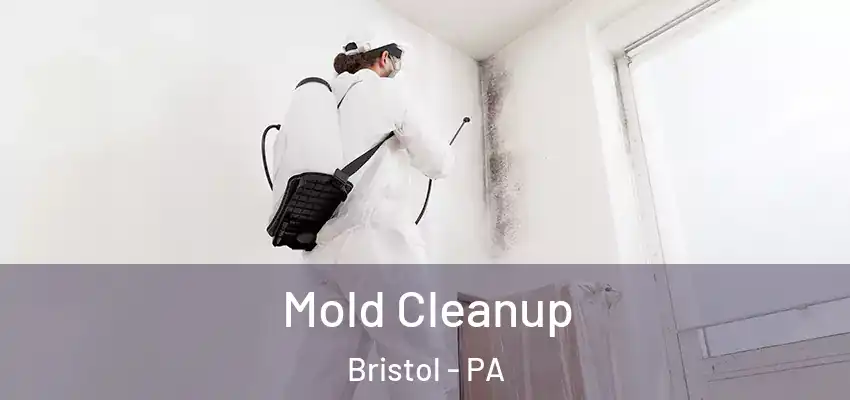 Mold Cleanup Bristol - PA