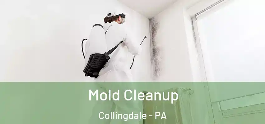  Mold Cleanup Collingdale - PA