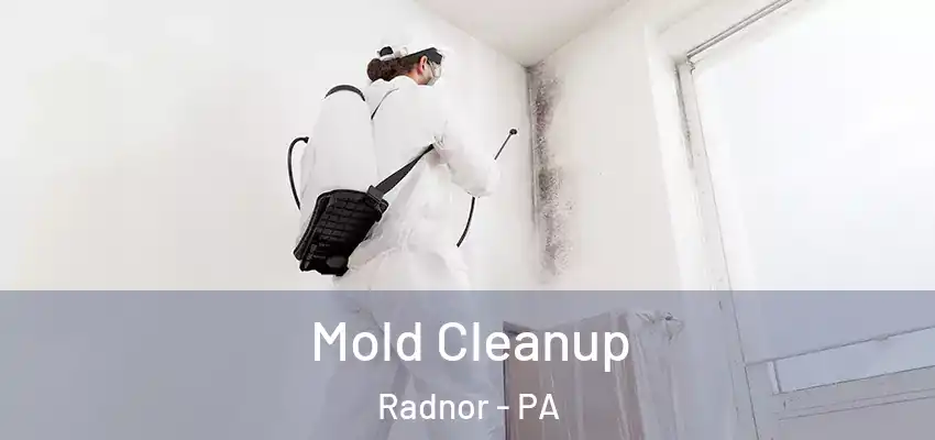  Mold Cleanup Radnor - PA