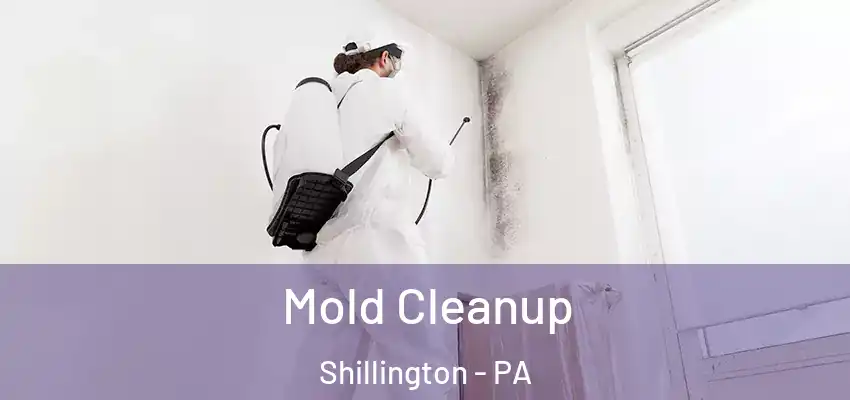  Mold Cleanup Shillington - PA