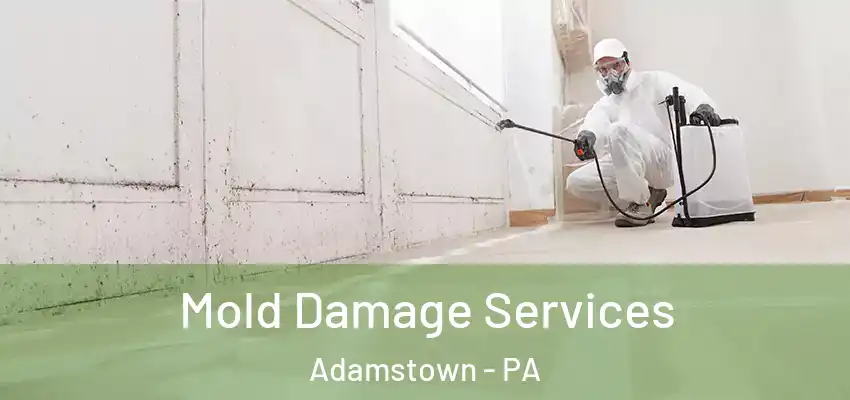  Mold Damage Services Adamstown - PA