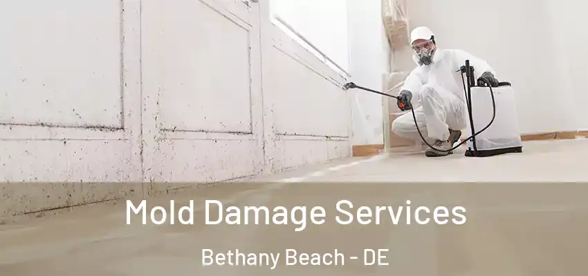 Mold Damage Services Bethany Beach - DE