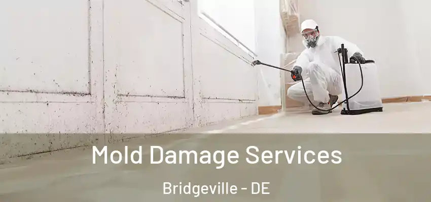 Mold Damage Services Bridgeville - DE
