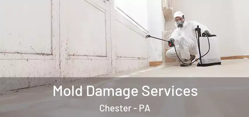Mold Damage Services Chester - PA
