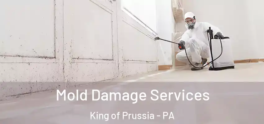 Mold Damage Services King of Prussia - PA