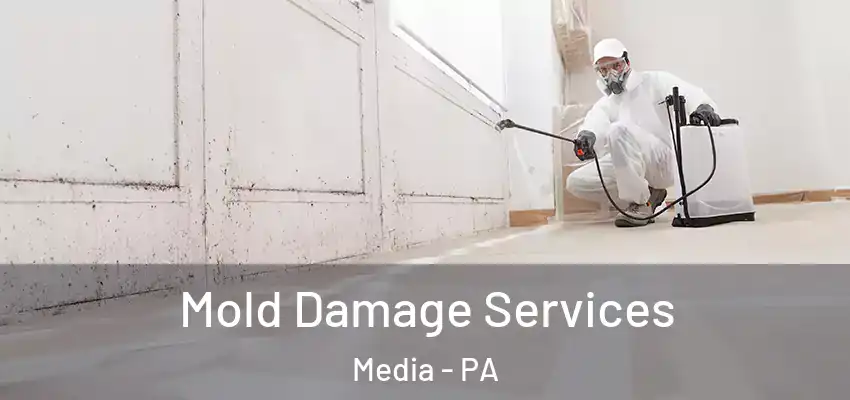 Mold Damage Services Media - PA