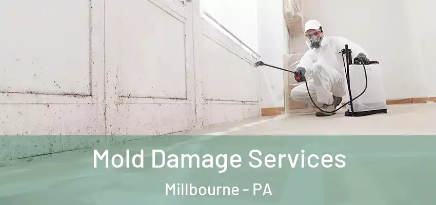 Mold Damage Services Millbourne - PA
