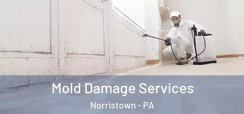  Mold Damage Services Norristown - PA