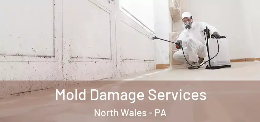  Mold Damage Services North Wales - PA