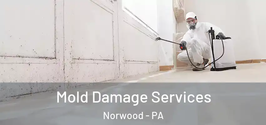  Mold Damage Services Norwood - PA