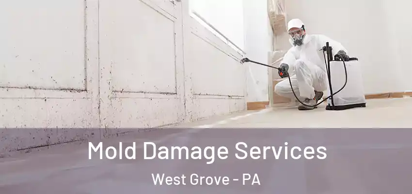 Mold Damage Services West Grove - PA