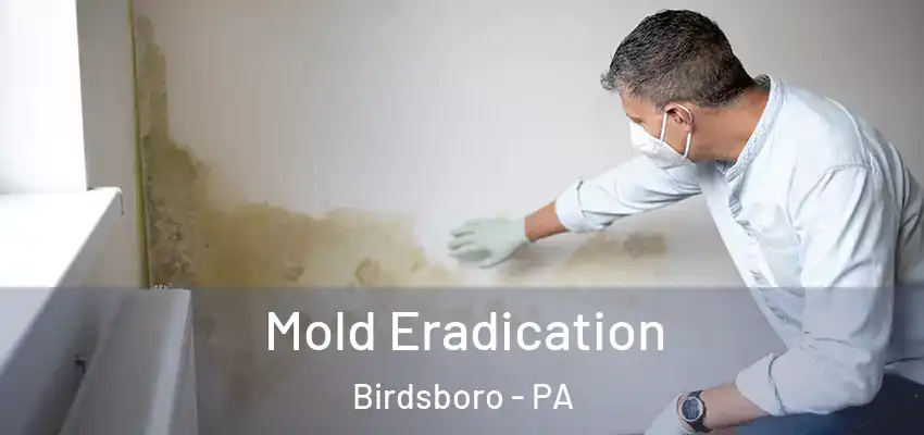 Mold Eradication Birdsboro - PA