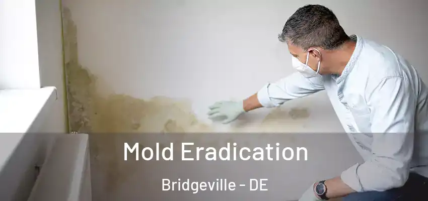 Mold Eradication Bridgeville - DE