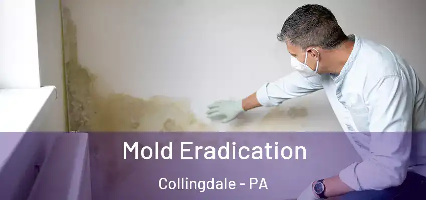 Mold Eradication Collingdale - PA