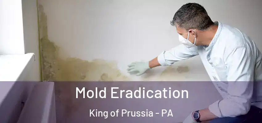Mold Eradication King of Prussia - PA