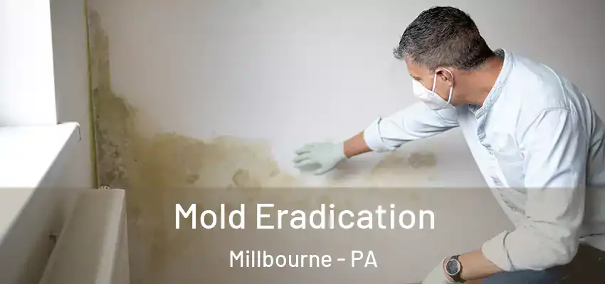 Mold Eradication Millbourne - PA