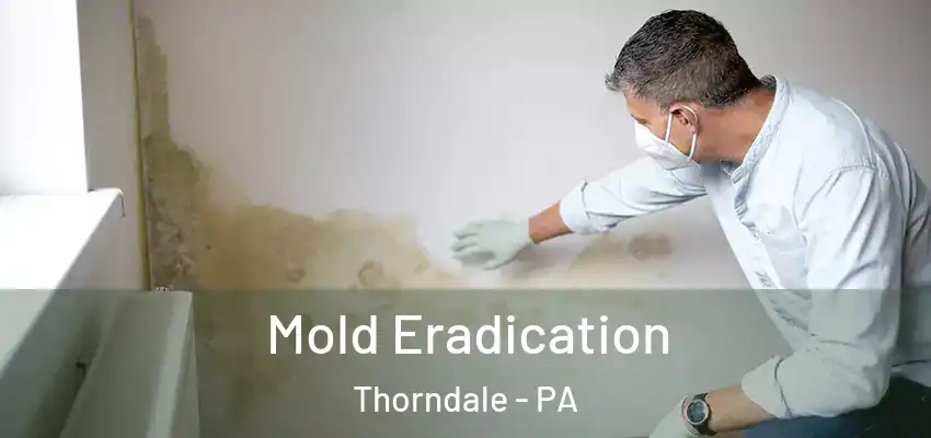 Mold Eradication Thorndale - PA