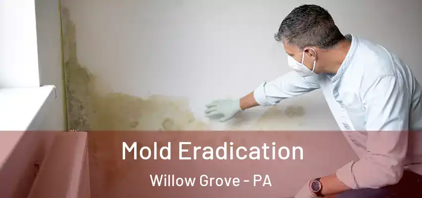 Mold Eradication Willow Grove - PA