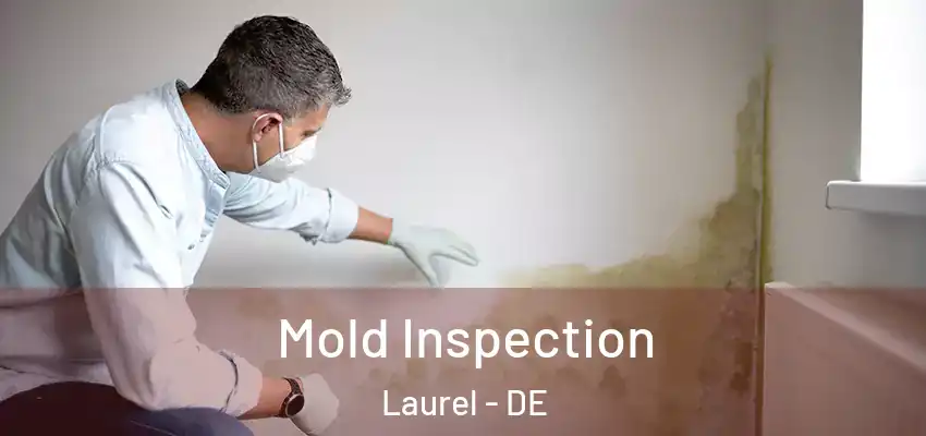  Mold Inspection Laurel - DE