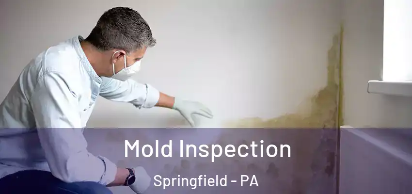  Mold Inspection Springfield - PA