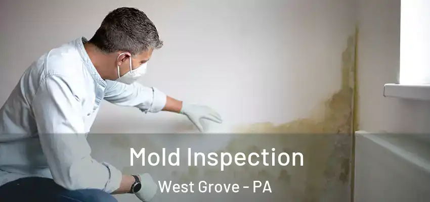  Mold Inspection West Grove - PA