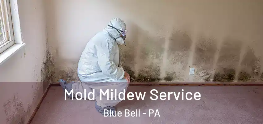  Mold Mildew Service Blue Bell - PA