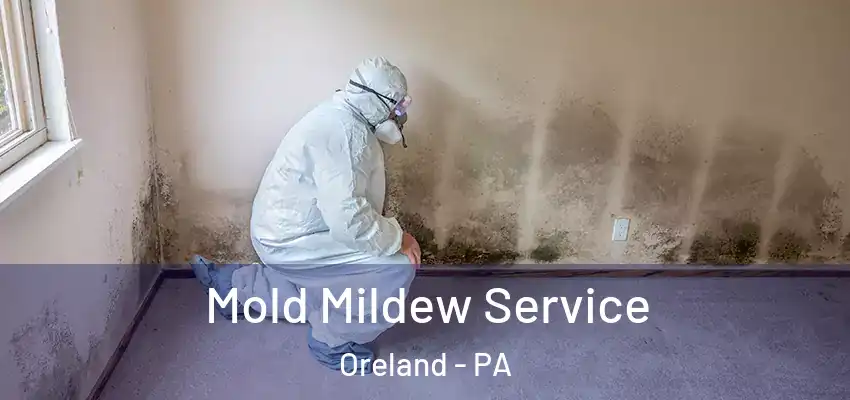  Mold Mildew Service Oreland - PA