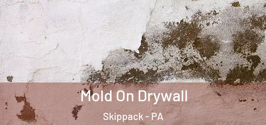 Mold On Drywall Skippack - PA