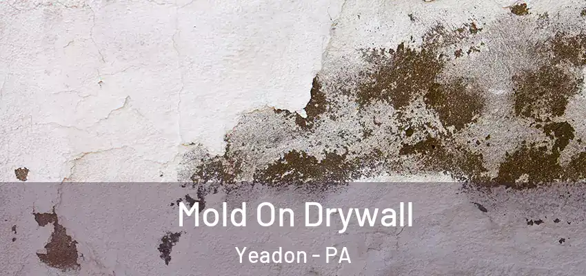  Mold On Drywall Yeadon - PA