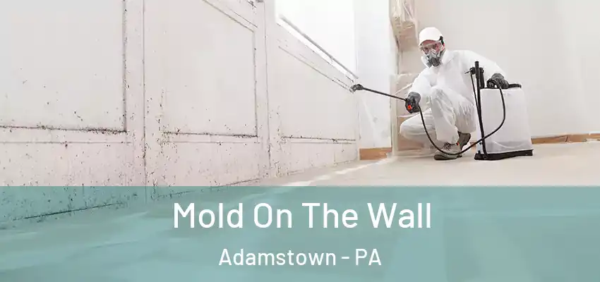 Mold On The Wall Adamstown - PA