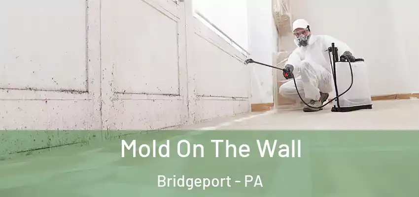  Mold On The Wall Bridgeport - PA