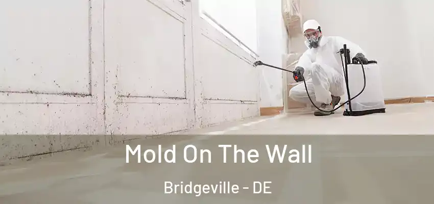 Mold On The Wall Bridgeville - DE