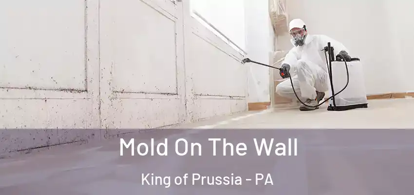 Mold On The Wall King of Prussia - PA