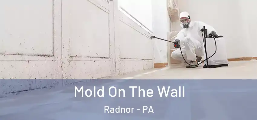 Mold On The Wall Radnor - PA