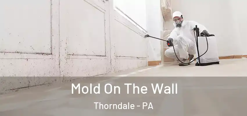 Mold On The Wall Thorndale - PA