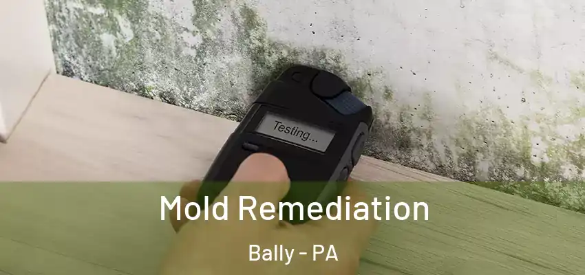  Mold Remediation Bally - PA