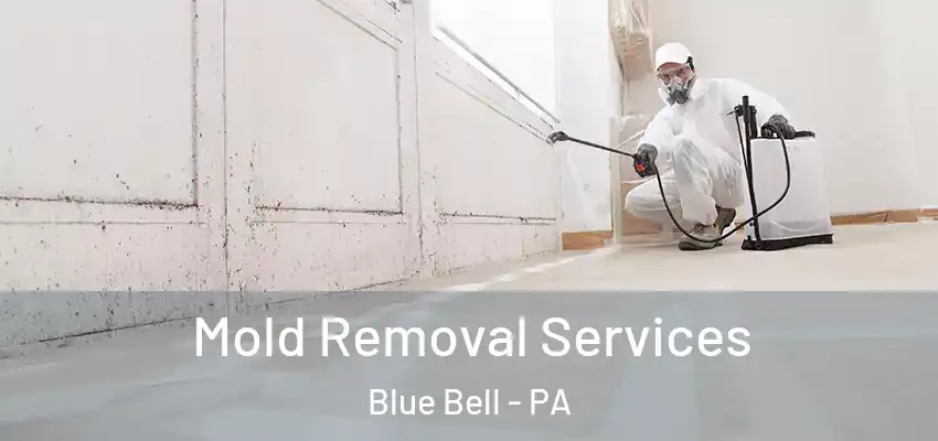 Mold Removal Services Blue Bell - PA