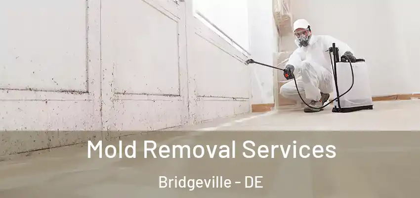 Mold Removal Services Bridgeville - DE