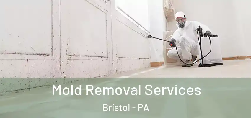 Mold Removal Services Bristol - PA