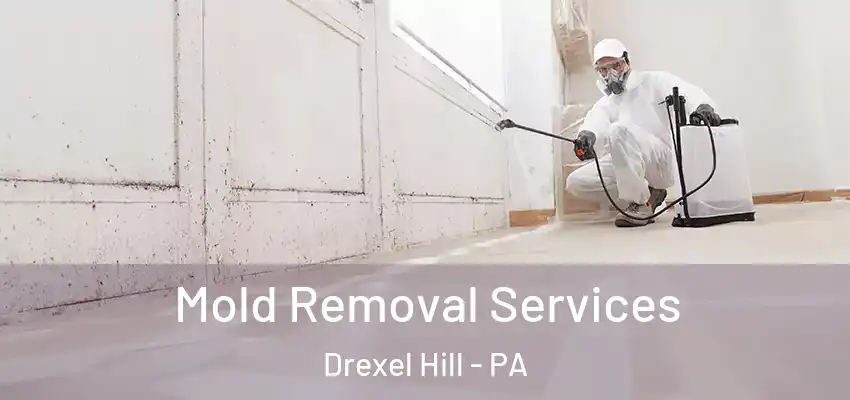 Mold Removal Services Drexel Hill - PA