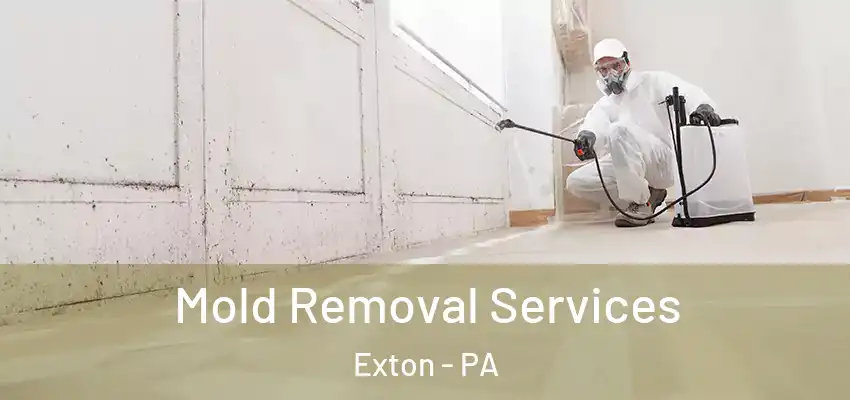 Mold Removal Services Exton - PA